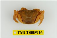 藏品(南澳澤蟹)的圖片